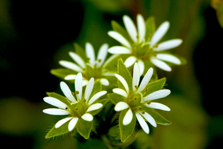 Chickweed – Starring Weed in my Garden